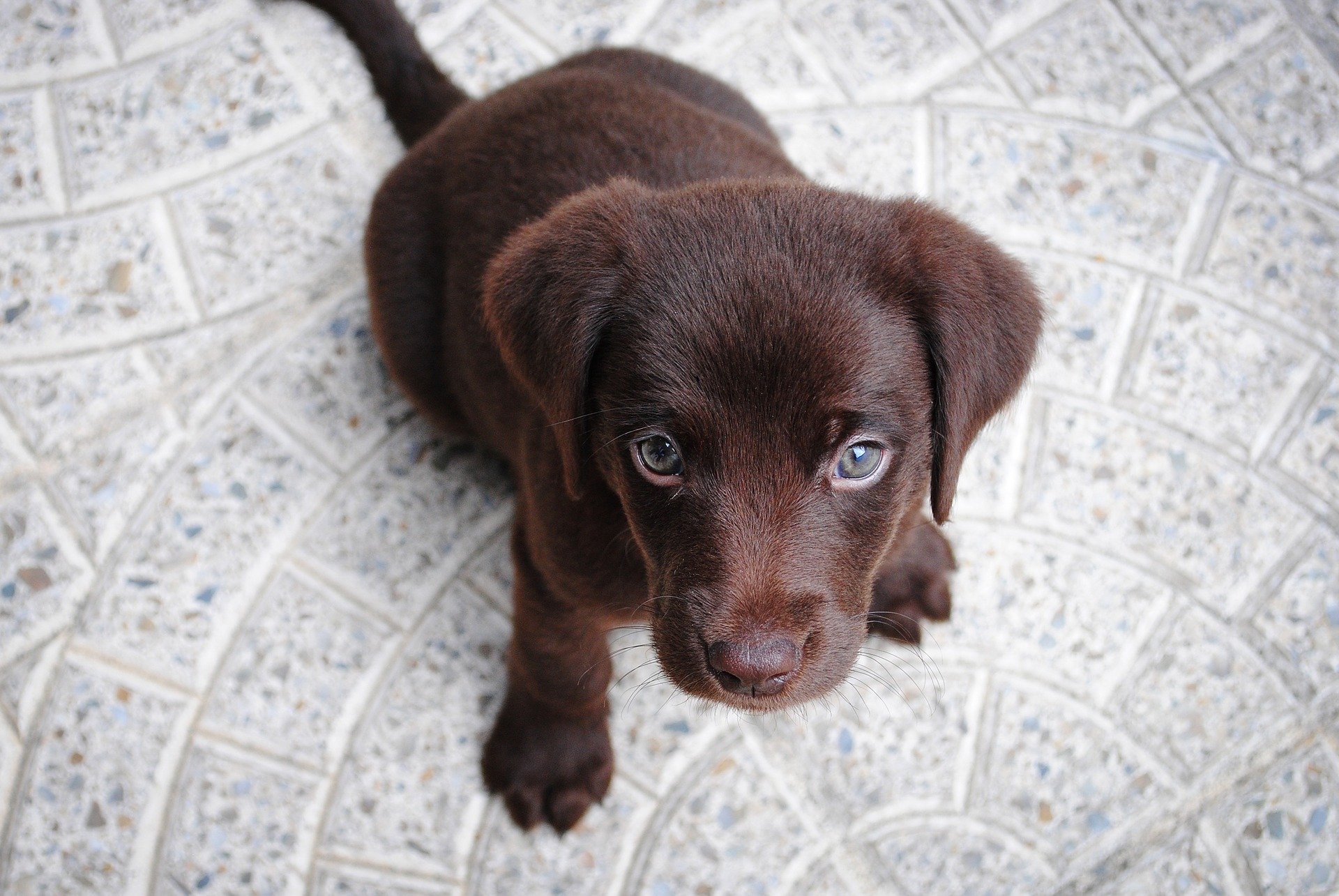 un cachorrito de labrador marrón